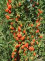Jagody GOJI