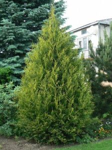Lebensbaum AUREOSPICATA 25-30cm