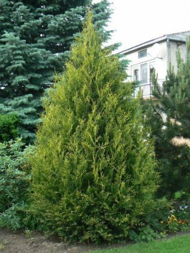 Lebensbaum AUREOSPICATA 25-30cm