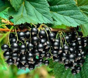 Schwarze Johannisbeere Titania - auf Stamm