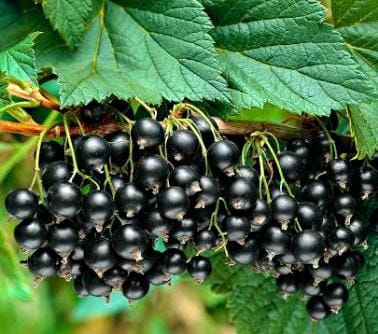 Schwarze Johannisbeere Titania - auf Stamm