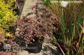 Berberys Thunberga RED CARPET