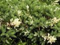 Jałowiec chiński EXPANSA VARIEGATA