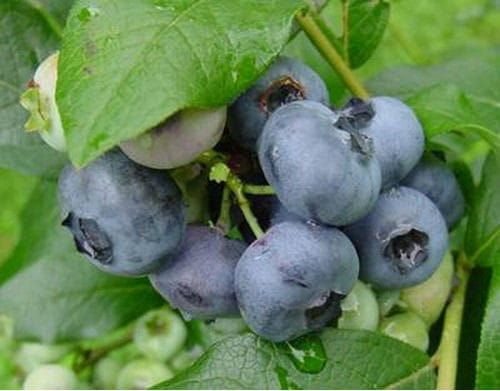 Blaubeere Duke