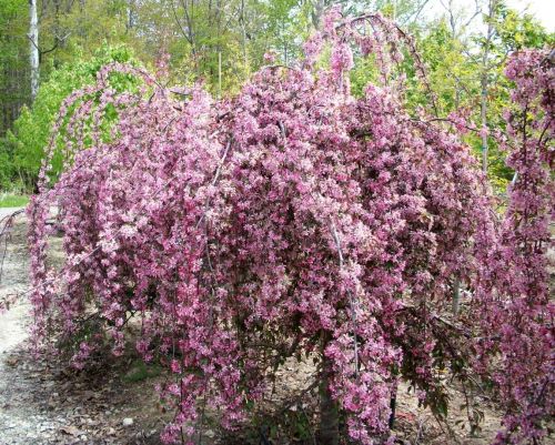 Zierapfelbaum ROYAL BEAUTY