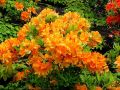 AZALIA wielkokwiatowa ORANGEADE
