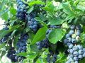 Borówka amerykańska BLUECROP