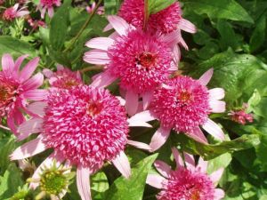 Echinacea PINK DOUBLE DELIGHT