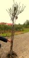 Róża na pniu MAZOWSZE - różowa
