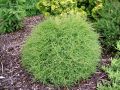 Thuja MR BOWLIG BALL 2