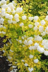 Spirea VAN HOUTE'A GOLD FOUNTAIN