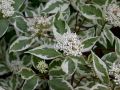 Dereń biały SIBIRICA VARIEGATA