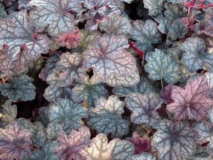 Henberry VELVET NIGHT