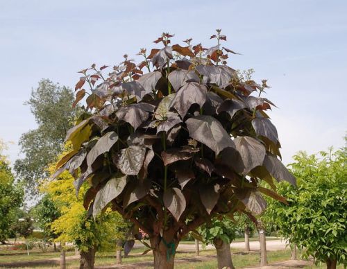 Purpur-Trompetenbaum PURPUREA