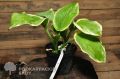 Funkia - HOSTA CHERRY BERRY