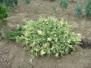 Sadebaum  VARIEGATA