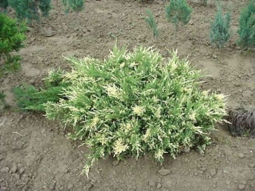 Sadebaum  VARIEGATA