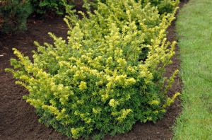 Eibe SUMMERGOLD