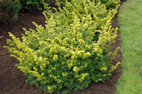 Eibe SUMMERGOLD