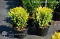 Thuja MIRJAM