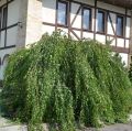Brzoza YOUNGII Pendula