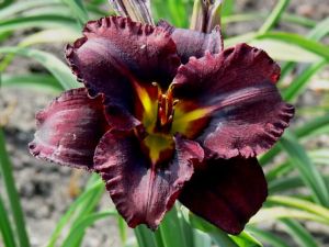 Garten-Hemerocallis BLACK STOCKINGS