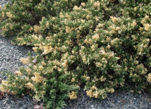 Chinesischer Wacholder EXPANSA VARIEGATA