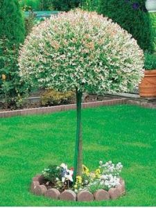 Japanische Harlekin-Weide HAKURO NISHIKI – auf 130 cm Stamm