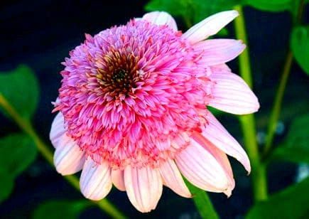 Echinacea SECRET ROMANCE