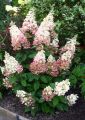 Hortensja bukietowa PINK LADY