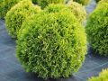 Thuja DAWID