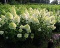 Hortensja Bukietowa MAGICAL MOONLIGHT