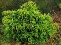 Thuja FILIFORMIS