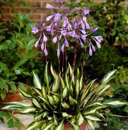 HOSTA CHERRY BERRY