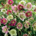 Ciemiernik Wschodni  DOUBLE CROWN ROSE
