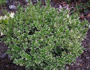 Buchsbaum VARIEGATA