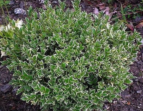 Buchsbaum VARIEGATA