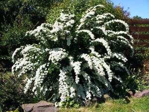 Japanische Spirea SNOWMOUND