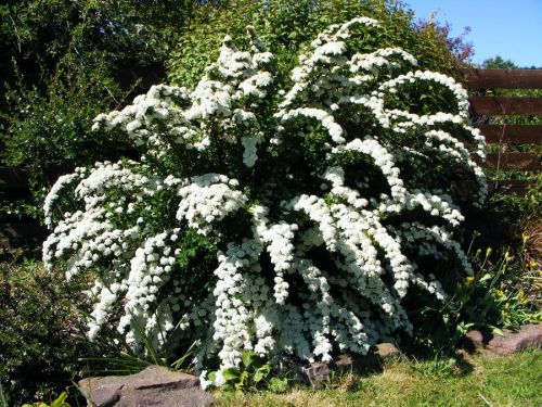 Japanische Spirea SNOWMOUND