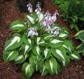Funkia - HOSTA NIGHT BEFORE CHRISTMANS