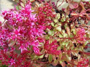 Sedum spurium PURPURTEPPICH