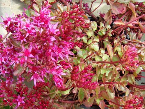Sedum spurium PURPURTEPPICH