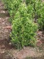 Thuja CAN-CAN