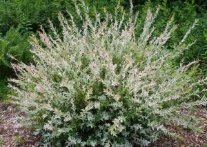 Japanische Weide HAKURO NISHIKI - strauch