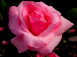 Edelrose  MAZOWSZE