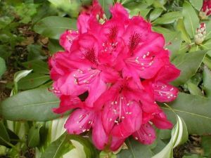 Rhododendron AMERICA