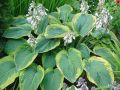 Funkia - Hosta FRANCES WILLIAMS