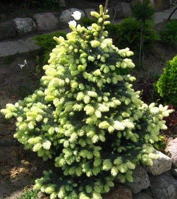 Kaukasische Fichte AUREOSPICATA
