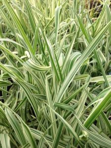 Chinesisches Schilf LUTEOPICTA