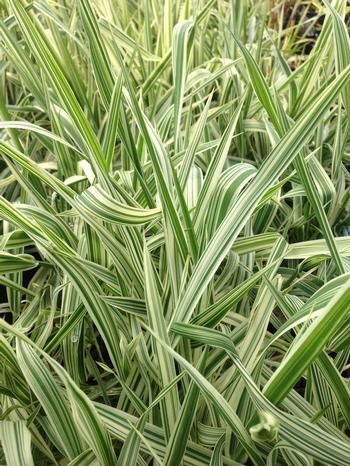 Chinesisches Schilf LUTEOPICTA
